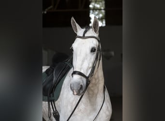 PRE Mix, Gelding, 7 years, 16.1 hh, Grey