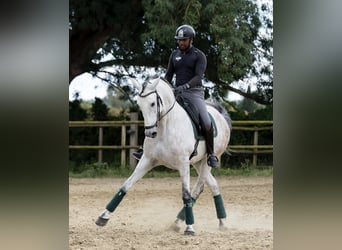PRE Mix, Gelding, 7 years, 16.1 hh, Grey