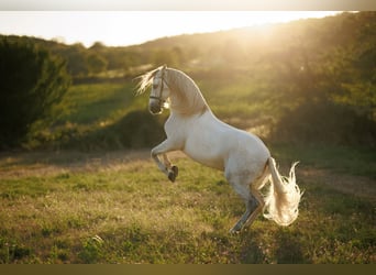 PRE, Gelding, 7 years, 16.1 hh, Grey