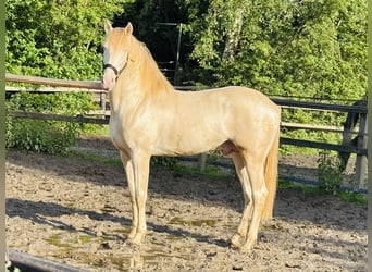 PRE, Gelding, 7 years, 16.1 hh, Pearl