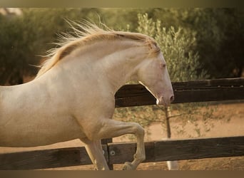 PRE, Gelding, 7 years, 16.1 hh, Pearl