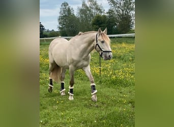 PRE, Gelding, 7 years, 16,1 hh, Pearl