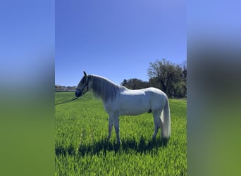 PRE, Gelding, 7 years, 16.1 hh, White