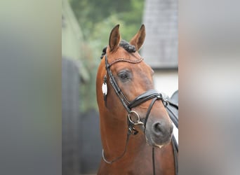 PRE Mix, Gelding, 7 years, 16.2 hh, Bay