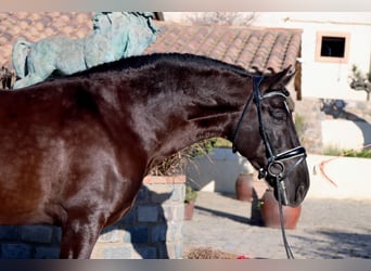 PRE, Gelding, 7 years, 16.2 hh, Black