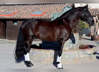 PRE, Gelding, 7 years, 16.2 hh, Black
