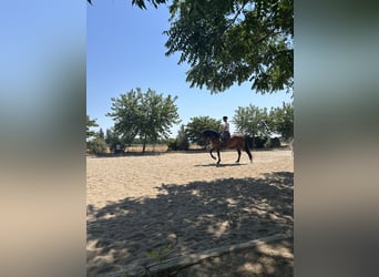 PRE, Gelding, 7 years, 16.2 hh, Brown