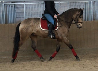 PRE Mix, Gelding, 7 years, 16.2 hh, Buckskin