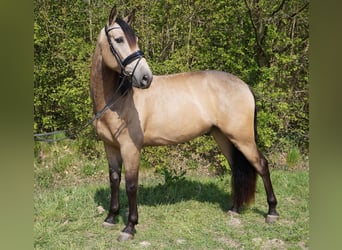 PRE Mix, Gelding, 7 years, 16.2 hh, Buckskin
