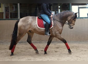 PRE Mix, Gelding, 7 years, 16.2 hh, Buckskin