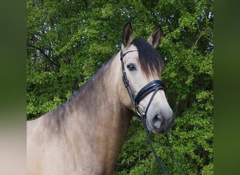 PRE Mix, Gelding, 7 years, 16.2 hh, Buckskin
