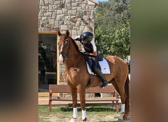 PRE, Gelding, 7 years, 16.2 hh, Chestnut-Red