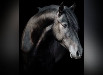 PRE, Gelding, 7 years, 16.2 hh, Grey-Dark-Tan