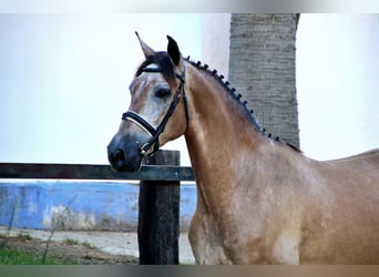 PRE, Gelding, 7 years, 16.2 hh, Sabino