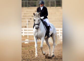 PRE, Gelding, 7 years, 16.3 hh, Grey