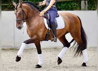 PRE Mix, Gelding, 7 years, 16 hh, Brown