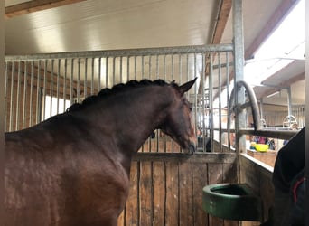 PRE, Gelding, 7 years, 16 hh, Brown