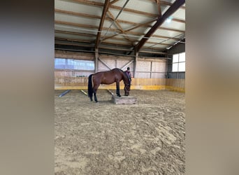 PRE, Gelding, 7 years, 16 hh, Brown