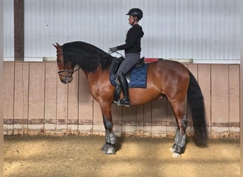 PRE, Gelding, 7 years, 16 hh, Brown
