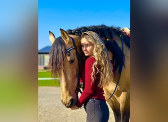 PRE Mix, Gelding, 7 years, 16 hh, Buckskin