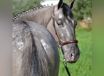 PRE, Gelding, 7 years, 16 hh