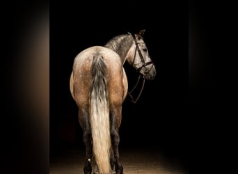 PRE, Gelding, 7 years, 16 hh, Gray-Dapple