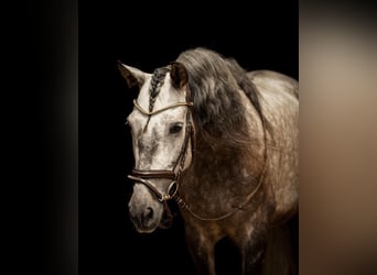 PRE, Gelding, 7 years, 16 hh, Gray-Dapple