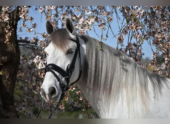 PRE Mix, Gelding, 7 years, 16 hh, Gray