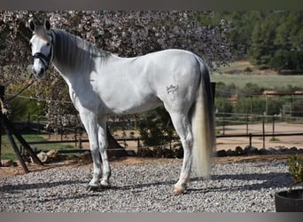 PRE Mix, Gelding, 7 years, 16 hh, Gray