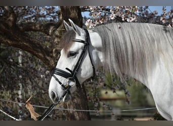 PRE Mix, Gelding, 7 years, 16 hh, Gray