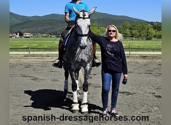 PRE, Gelding, 7 years, 16 hh, Gray