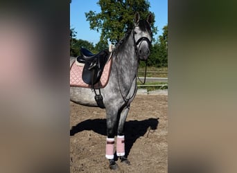 PRE Mix, Gelding, 7 years, 16 hh, Grey-Dapple