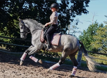 PRE Mix, Gelding, 7 years, 16 hh, Grey-Dapple