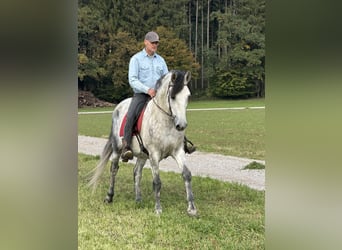 PRE Mix, Gelding, 7 years, 16 hh, Grey-Dapple