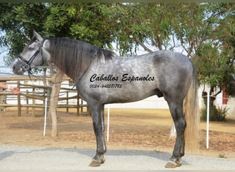 PRE, Gelding, 7 years, 16 hh, Grey-Dark-Tan