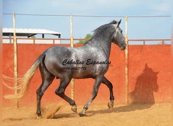 PRE, Gelding, 7 years, 16 hh, Grey-Dark-Tan