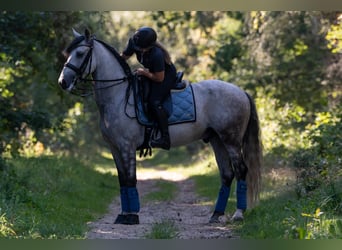 PRE, Gelding, 7 years, 16 hh, Grey