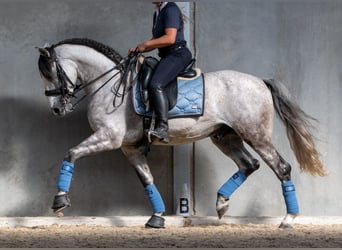 PRE, Gelding, 7 years, 16 hh, Grey