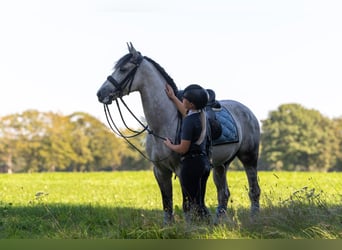 PRE, Gelding, 7 years, 16 hh, Grey