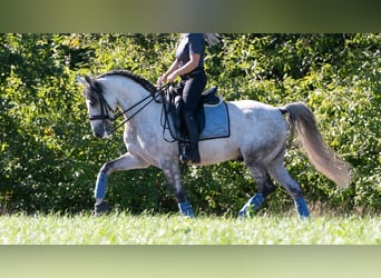 PRE, Gelding, 7 years, 16 hh, Grey