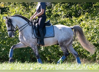 PRE, Gelding, 7 years, 16 hh, Grey