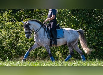 PRE, Gelding, 7 years, 16 hh, Grey