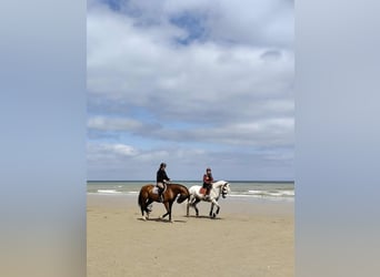 PRE Mix, Gelding, 7 years, 16 hh, Grey