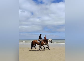 PRE Mix, Gelding, 7 years, 16 hh, Grey