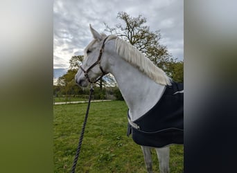 PRE Mix, Gelding, 7 years, 16 hh, Grey