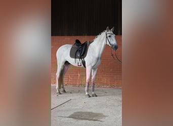 PRE Mix, Gelding, 7 years, 16 hh, Grey PRE Mix, Gelding, 7 years, 16 hh, Grey