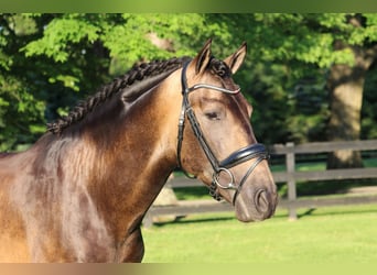 PRE Mix, Gelding, 7 years, 16,1 hh, Buckskin