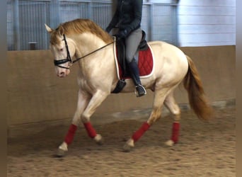 PRE Mix, Gelding, 7 years, 16,1 hh, Cremello