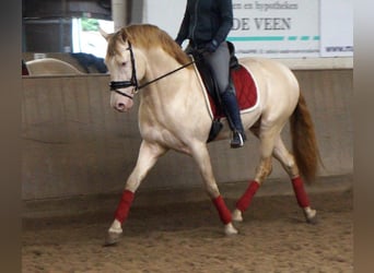 PRE Mix, Gelding, 7 years, 16,1 hh, Cremello