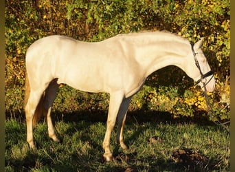 PRE Mix, Gelding, 7 years, 16,1 hh, Cremello